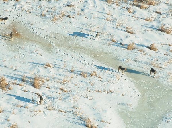 Wisconsin’s gray wolves are in serious trouble