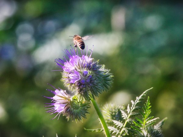 Pesticides might be worse for bees than we thought