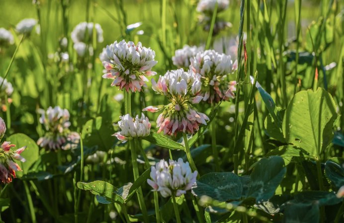 4 reasons to let your lawn grow wild