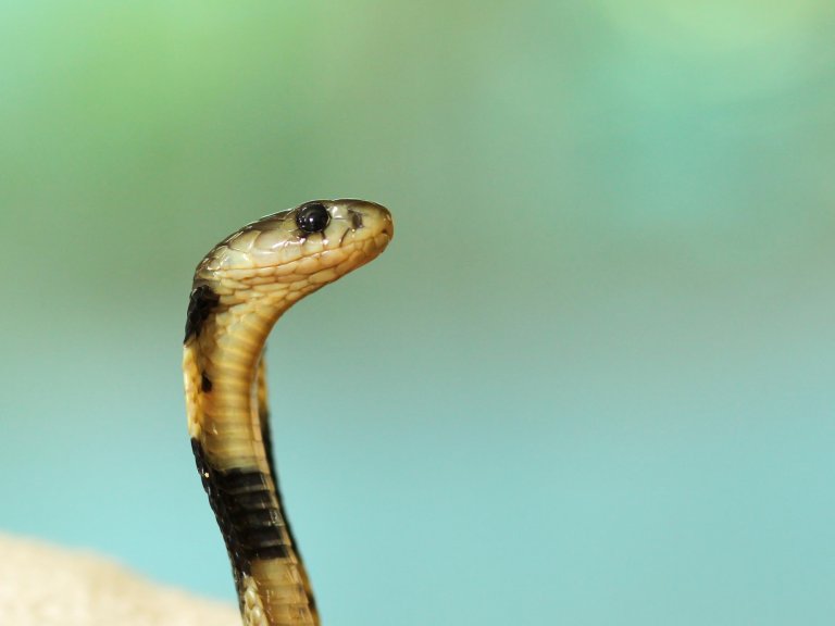 A small snake rearing up and looking forward.