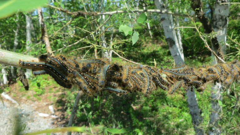 The surprising link between caterpillar poop and our climate