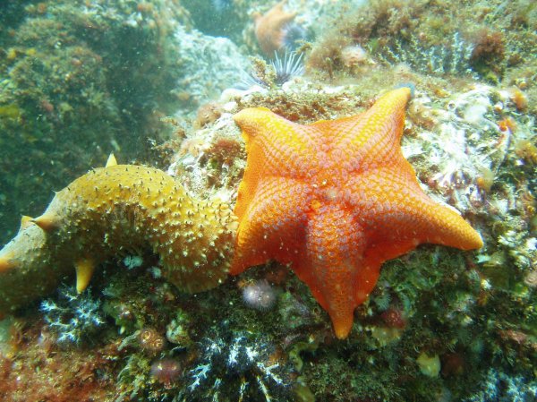 An orange starfish on a rock.