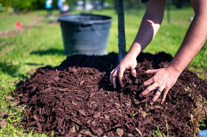 Person planting small tree