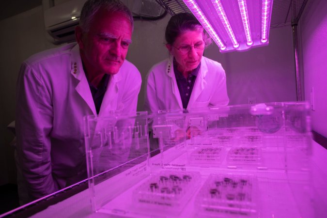 Two scientists in purple light look at trays of plants.
