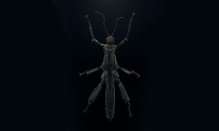 a large black stick bug isolated on a black background