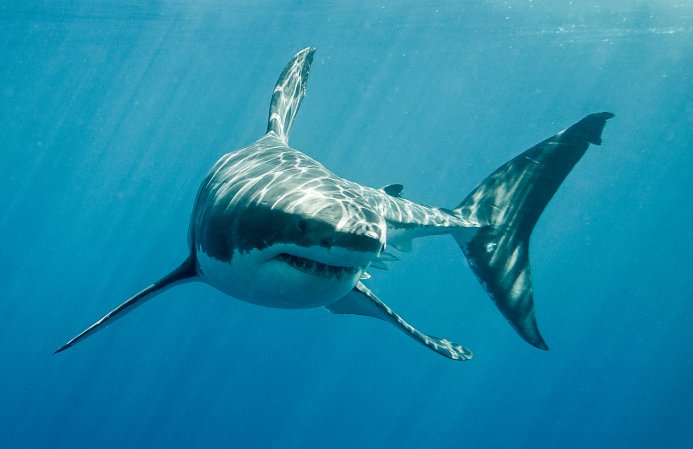 a great white shark under water