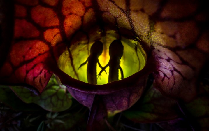 Pitcher plant with two dead spotted salamanders captured for photography awards