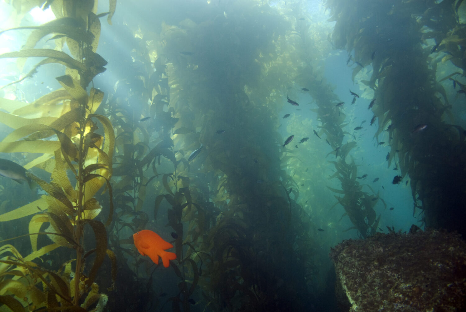 Kelp forest with orange fish to show ocean's carbon storage potential against climate change