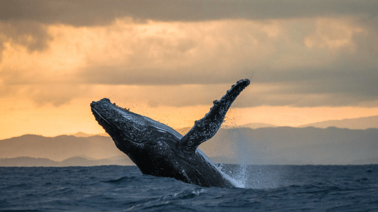 a whale breaching over the ocean waves