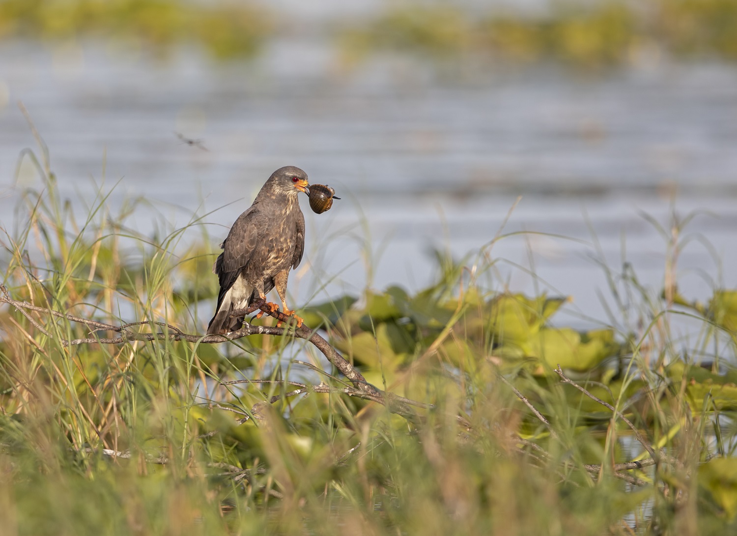 Everglades snail kite with a snail in its beak perched next to a lake