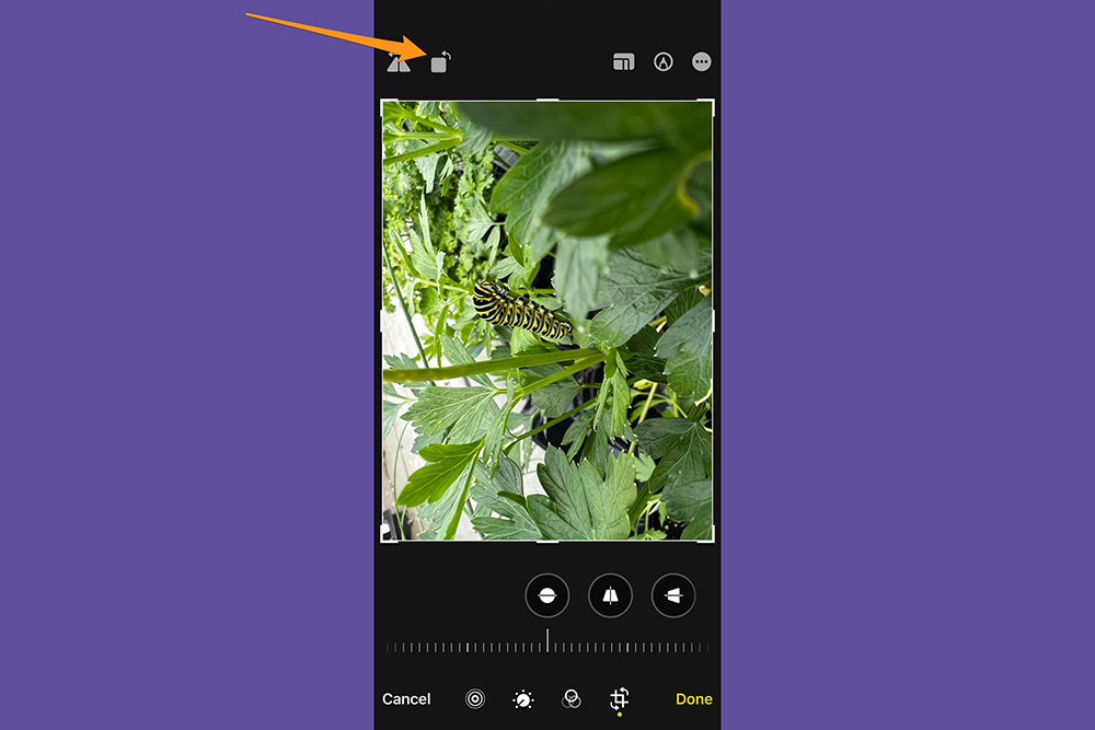 The iPhone Photos app while editing a photo, showing where to find the picture rotation button.