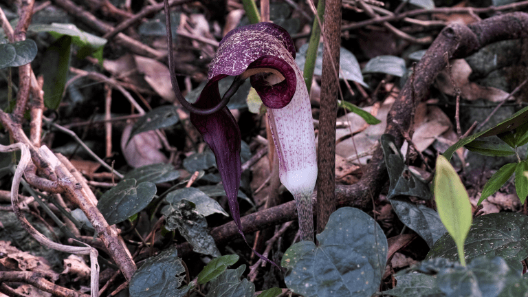 A purple and white carnivorous plant called Arisaema thunbergii growing in a forest. It has a tube and cup shaped flower and uses a musky odor to lure fungus gnats.