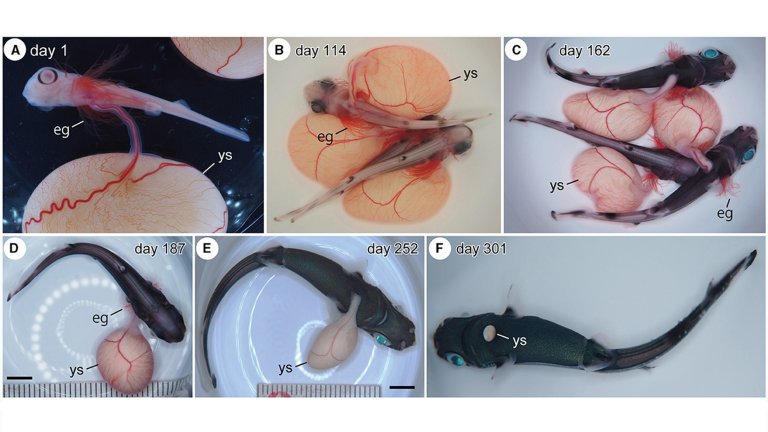 Shark Embryos