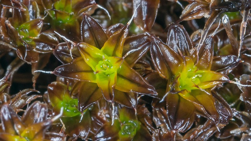 Close up of Syntrichia caninervis moss