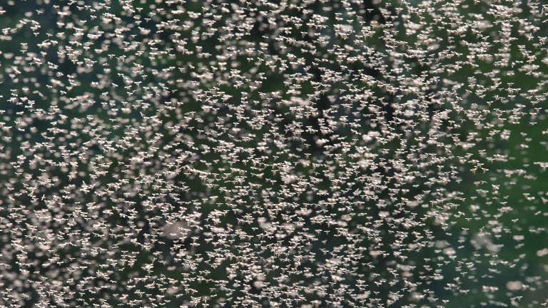 a huge swarm of thousands of mosquitoes