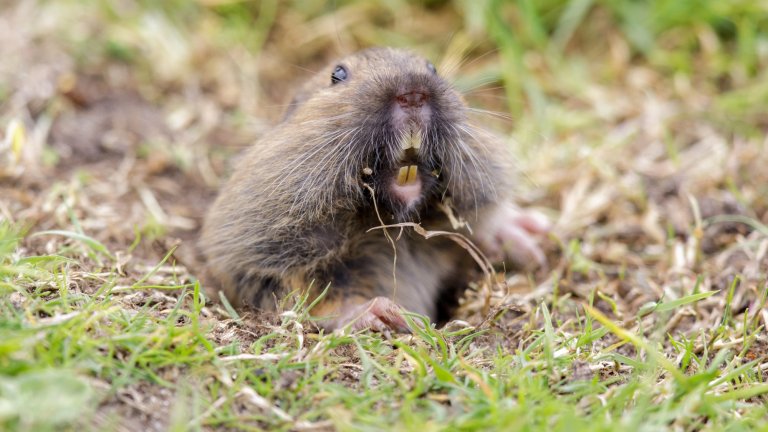 Pocket gopher emerging from burrow