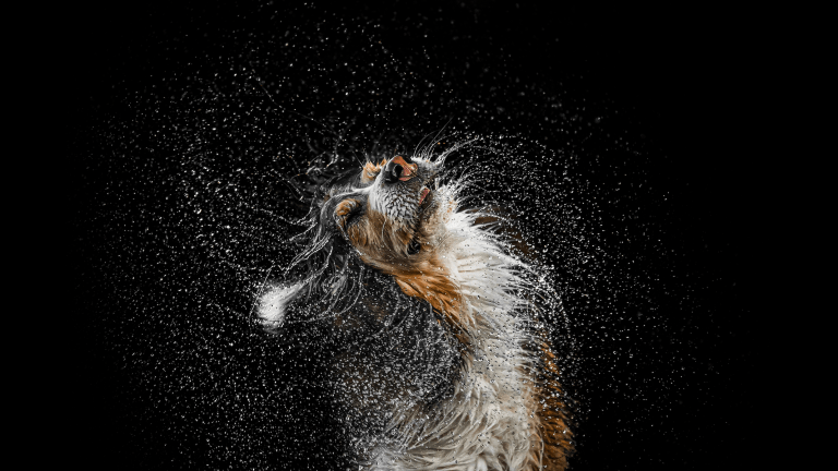 a shepherd dog shakes water off its head on a black background