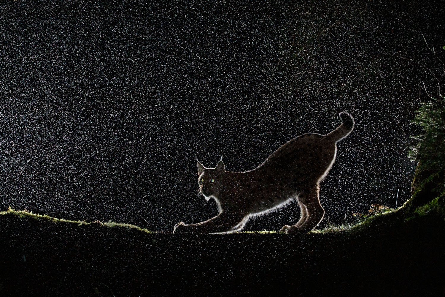 a lynx bends down in the rain. its eyes glow in the dark