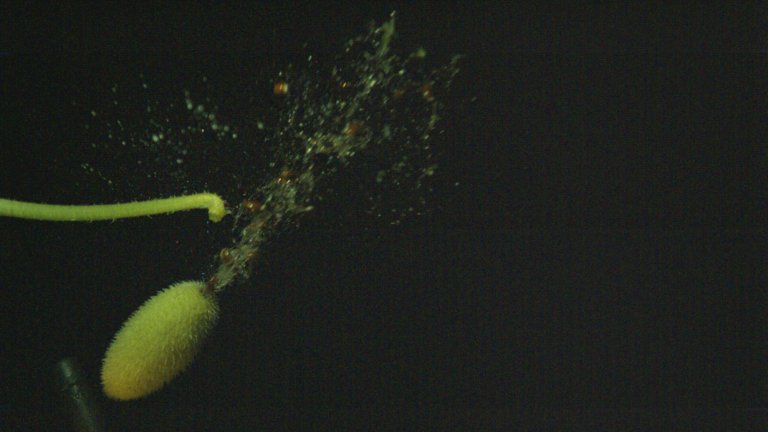 A still showing the jet ejected from a squirting cucumber, which carries its seeds distances of up to 32 feet away from the mother plant.