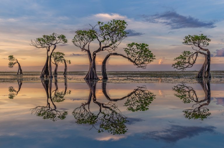 twisted trees create a perfect reflection in still water