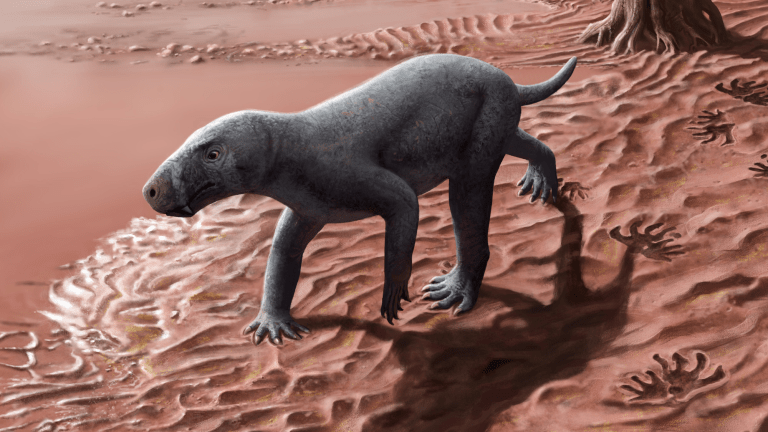 A reconstruction of the oldest known gorgonopsian in life.