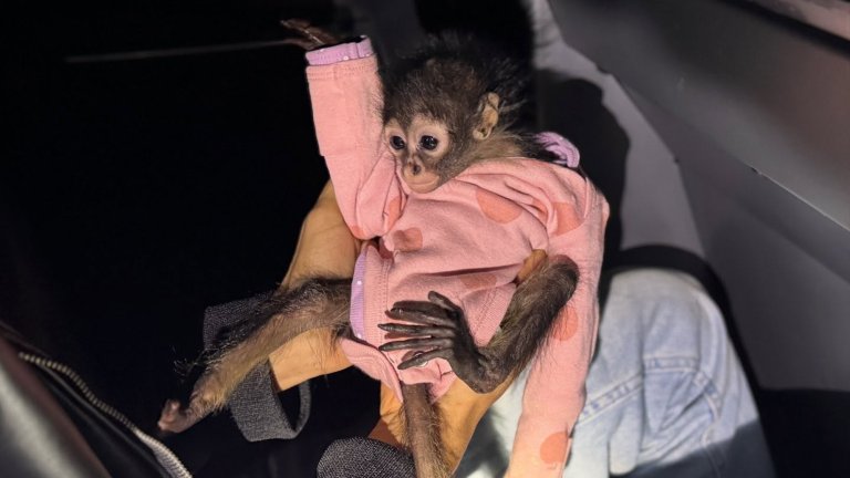 Baby spider monkey in a pink onesie