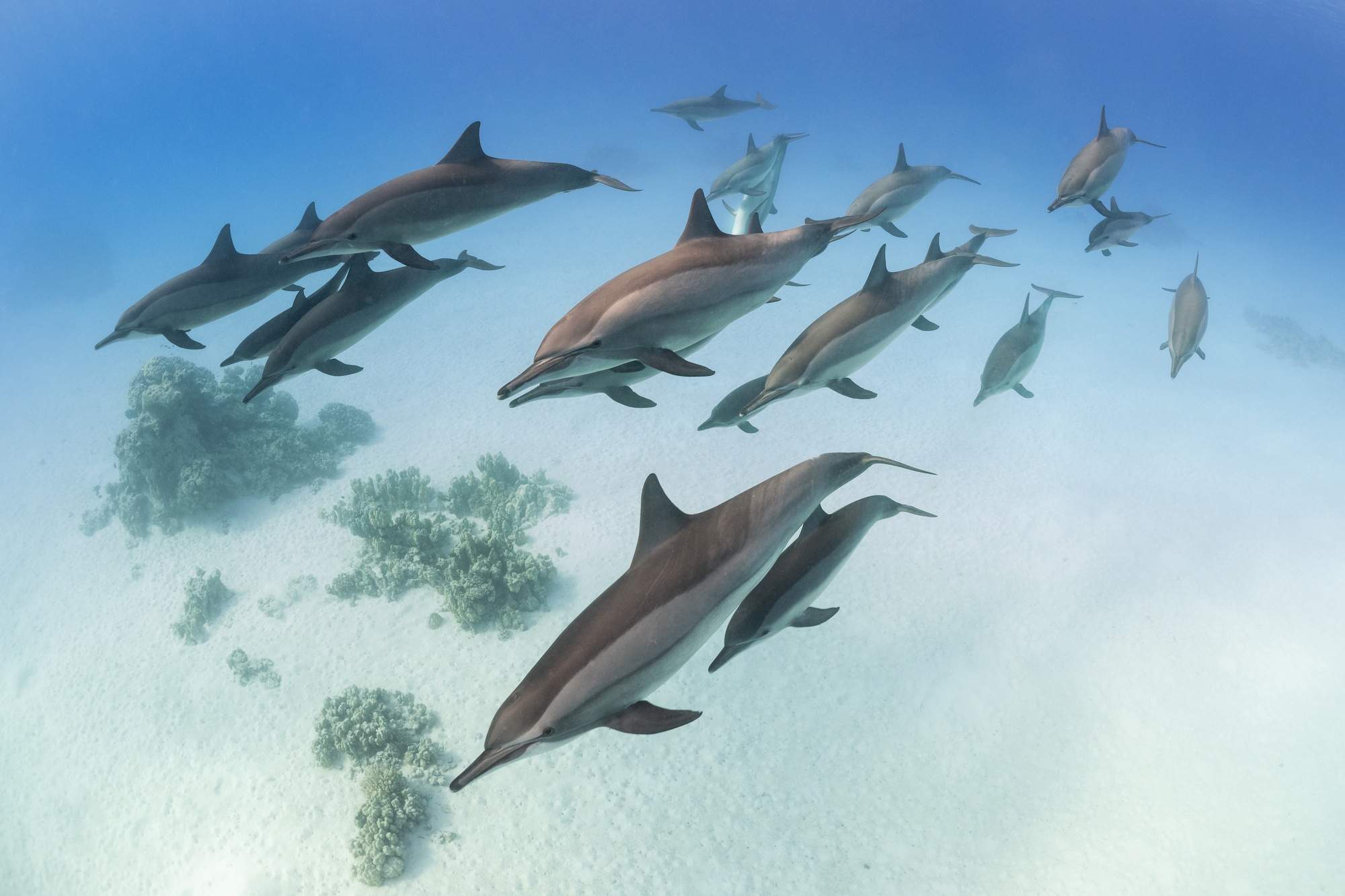 spinner dolphins swimming in a group