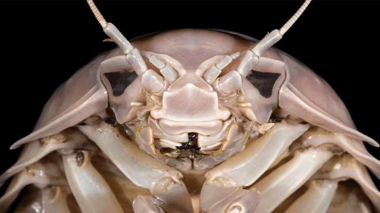 a close up of an isopod with antenne and a segmented body