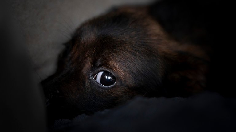 dog depression