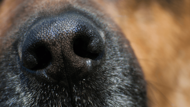 a close up of a dog's nose