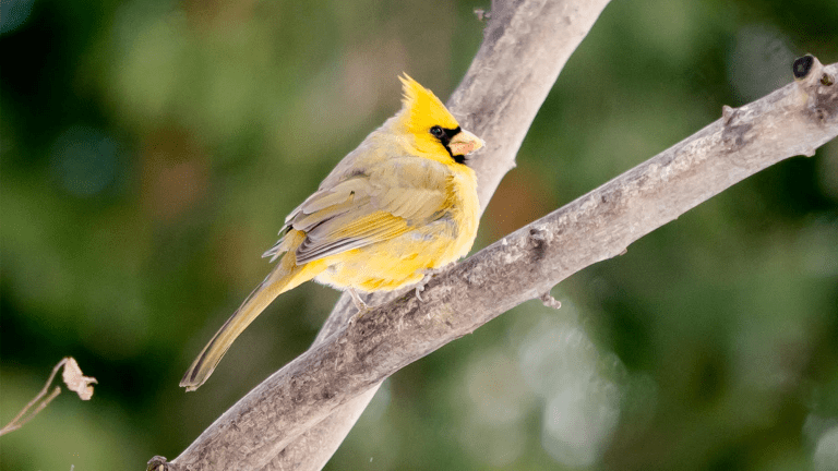 a yellow cardinal sits on a tree branch