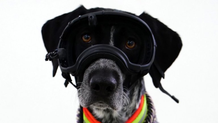 Dog wearing eye tracking goggles