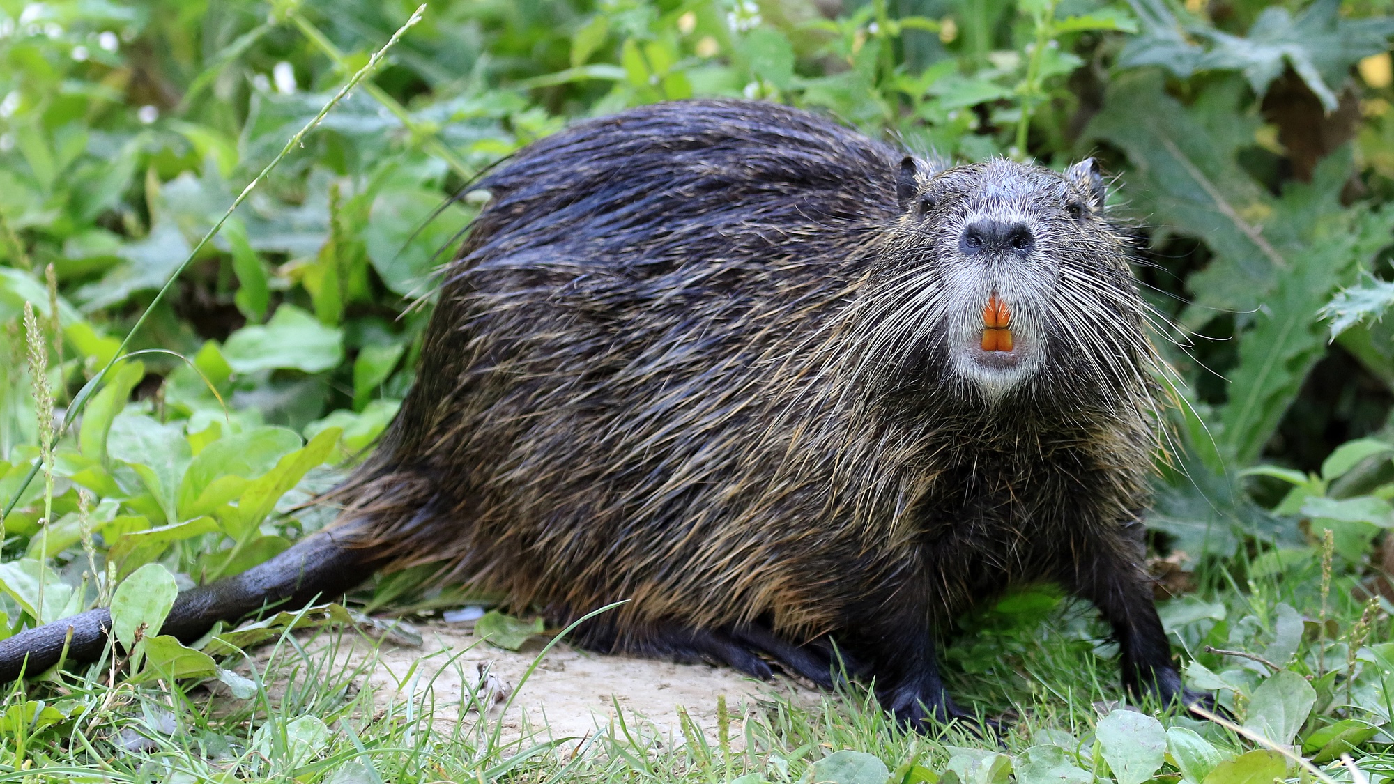 Nutria looking at camera against plant background