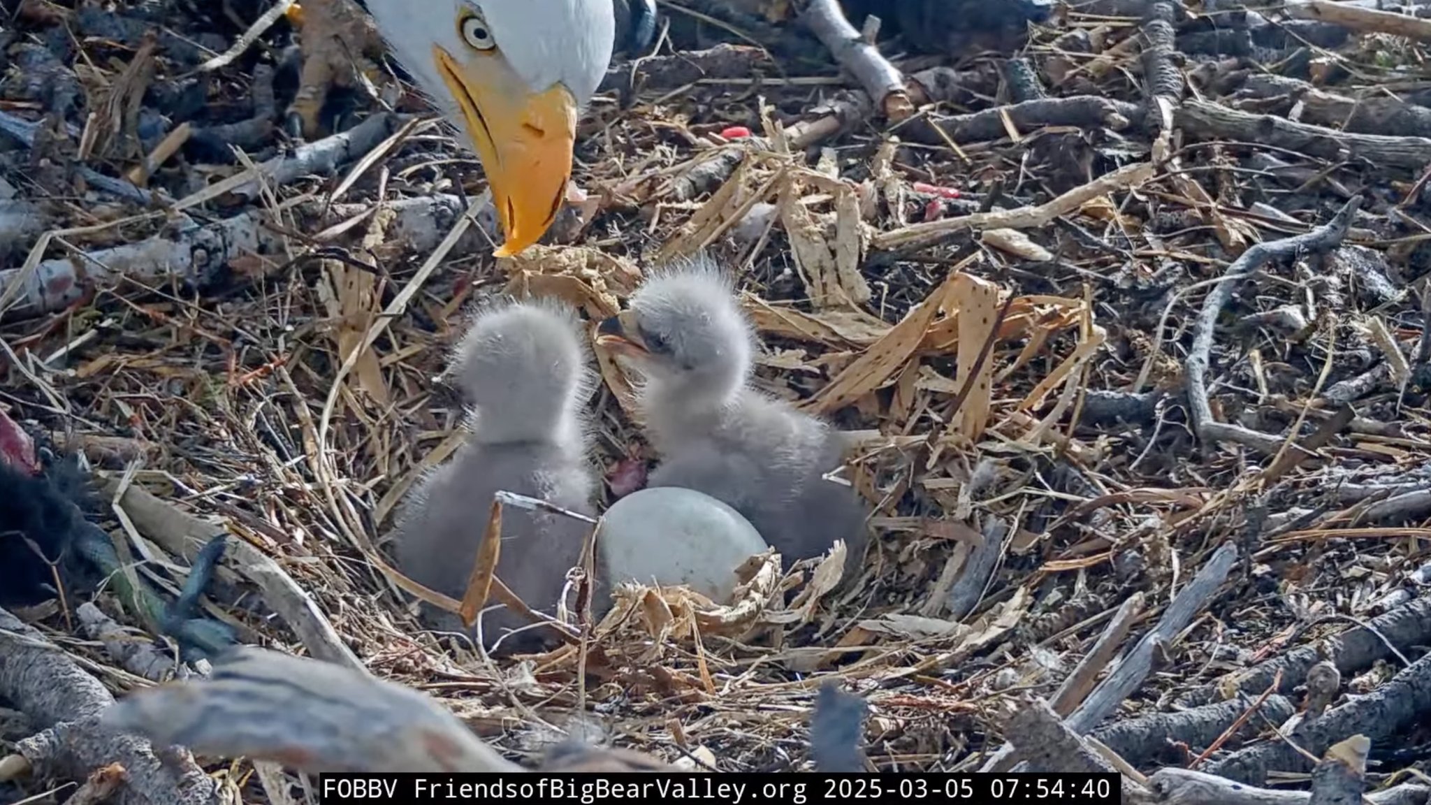 two baby eagles tended to by their parent