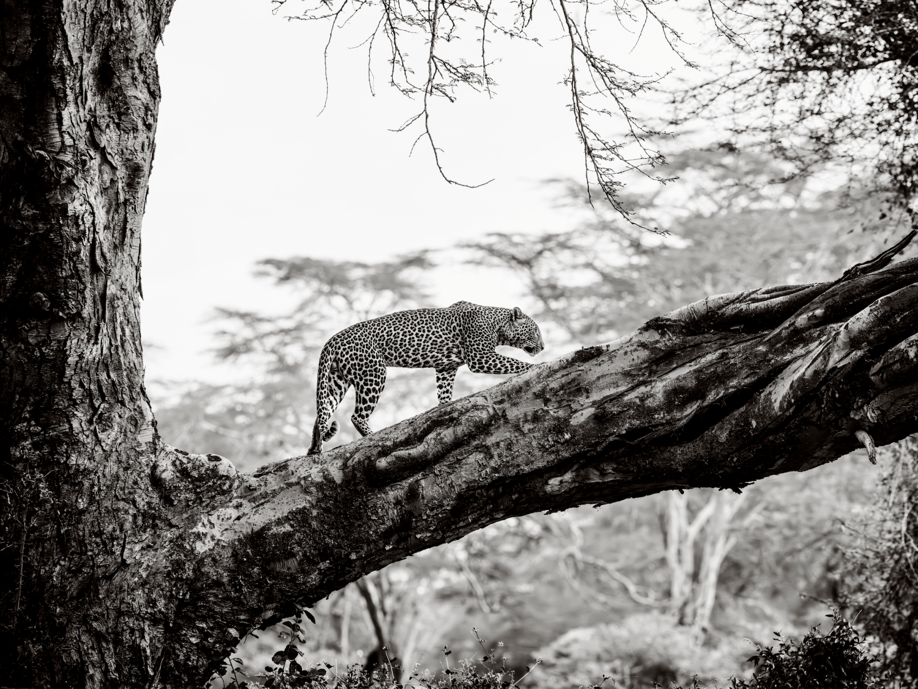 Encountering a leopard is a rare and breathtaking moment. This majestic feline was photographed at Lake Nakuru, Kenya, deep within a fever tree forest. It was initially perched on a branch but then strolled elegantly along its massive bough – a true bucket-list experience for the photographer.
