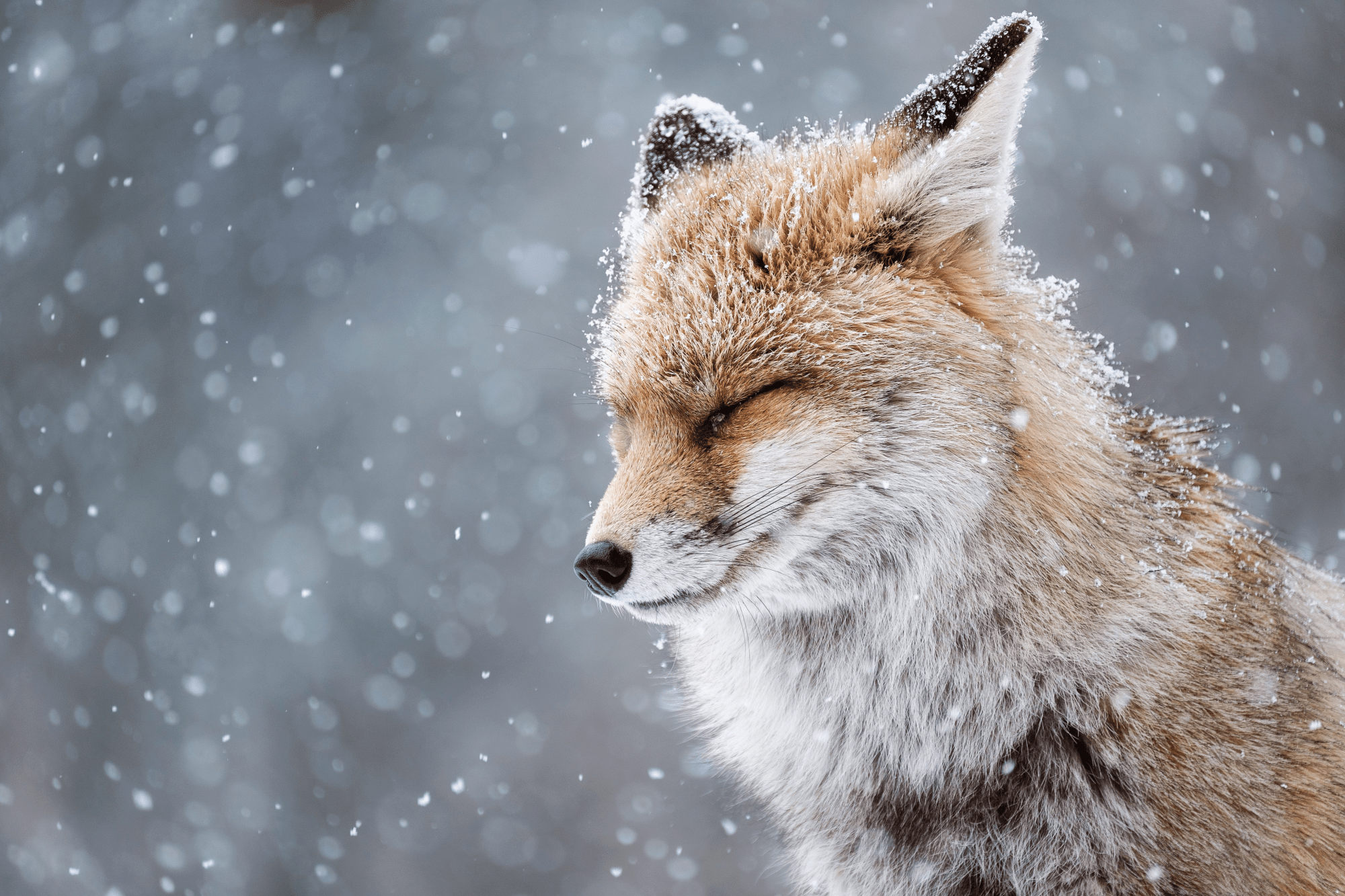 A wild fox photographed at Gran Paradiso, Italy as snow falls