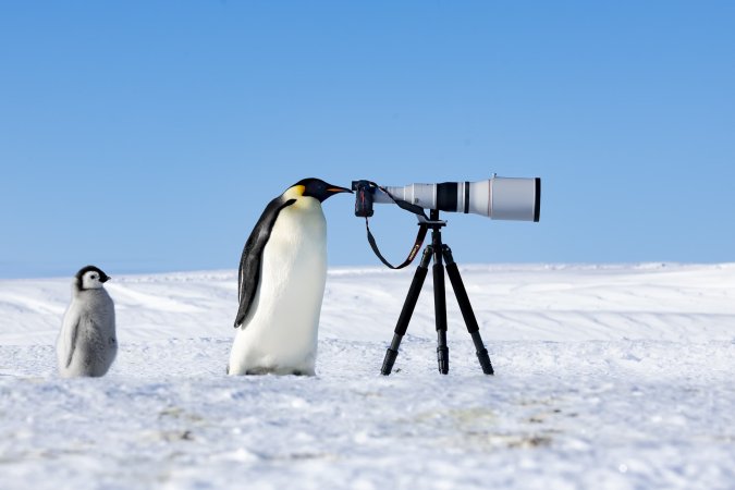 an emperor penguin looks through a camera while its baby looks on