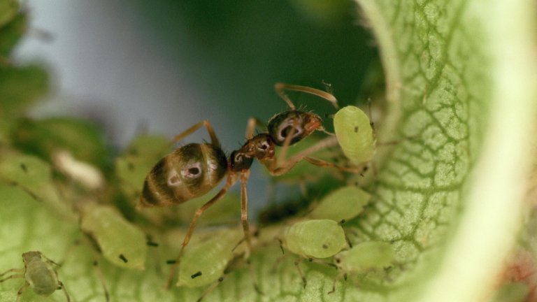 An argentine ant is farming aphids on a young leaf.