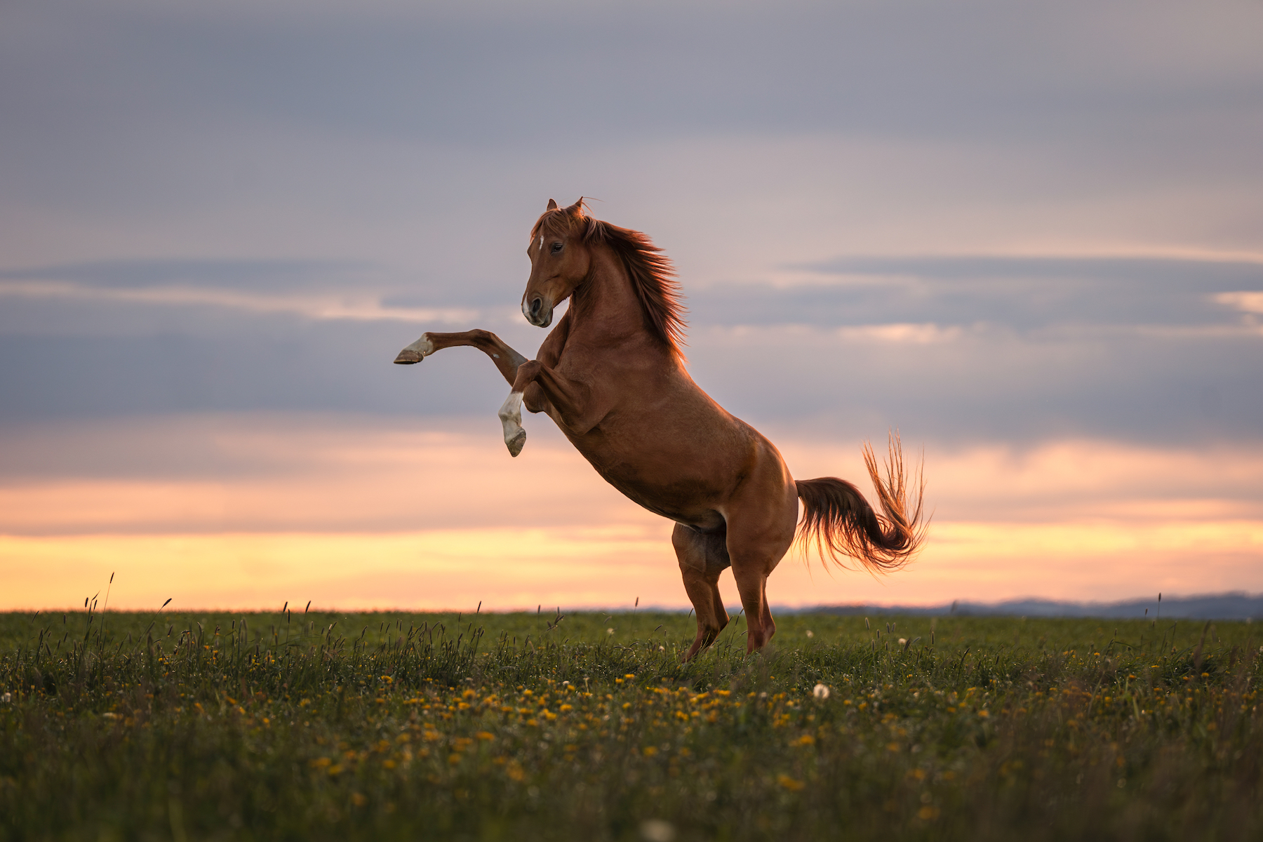 large brown horse bucking amongst dandelions