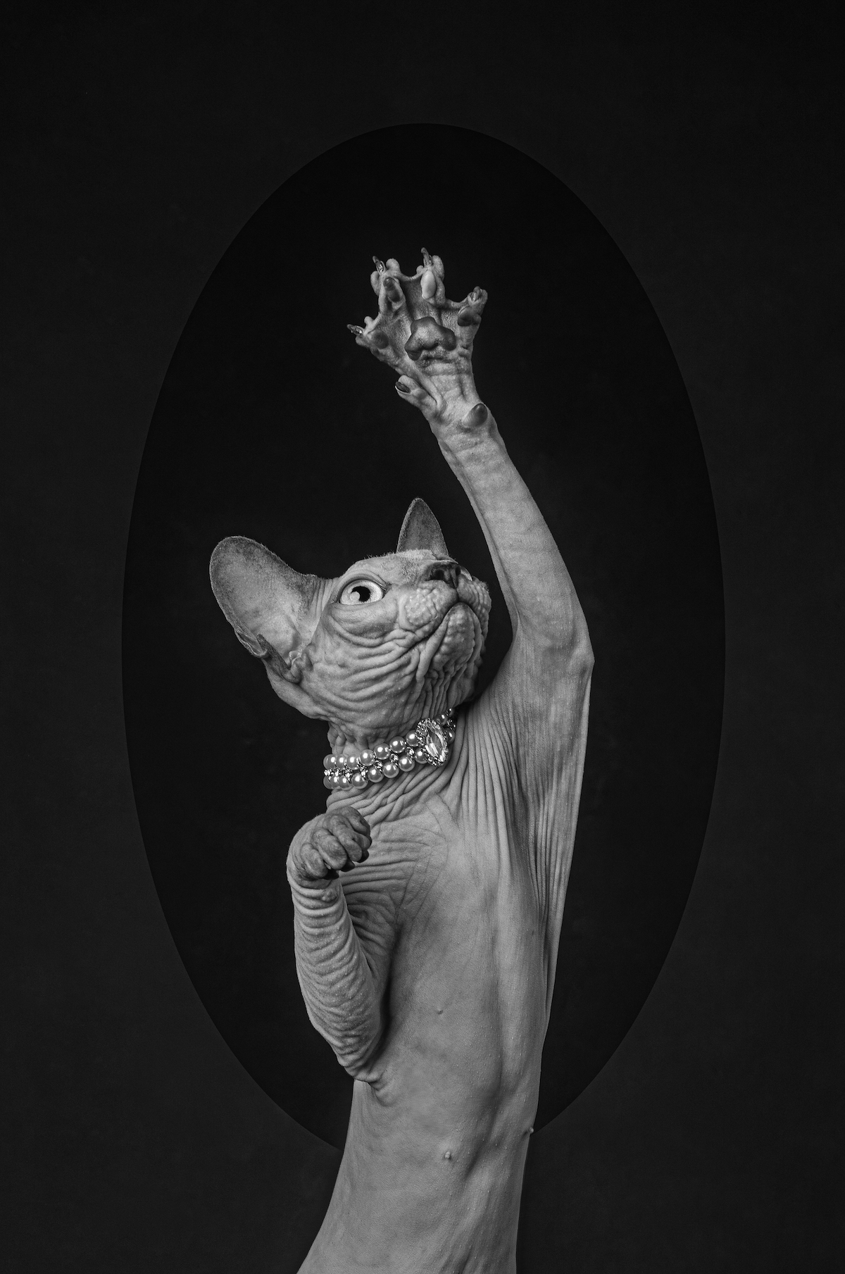 a hairless cat in a necklace stretches