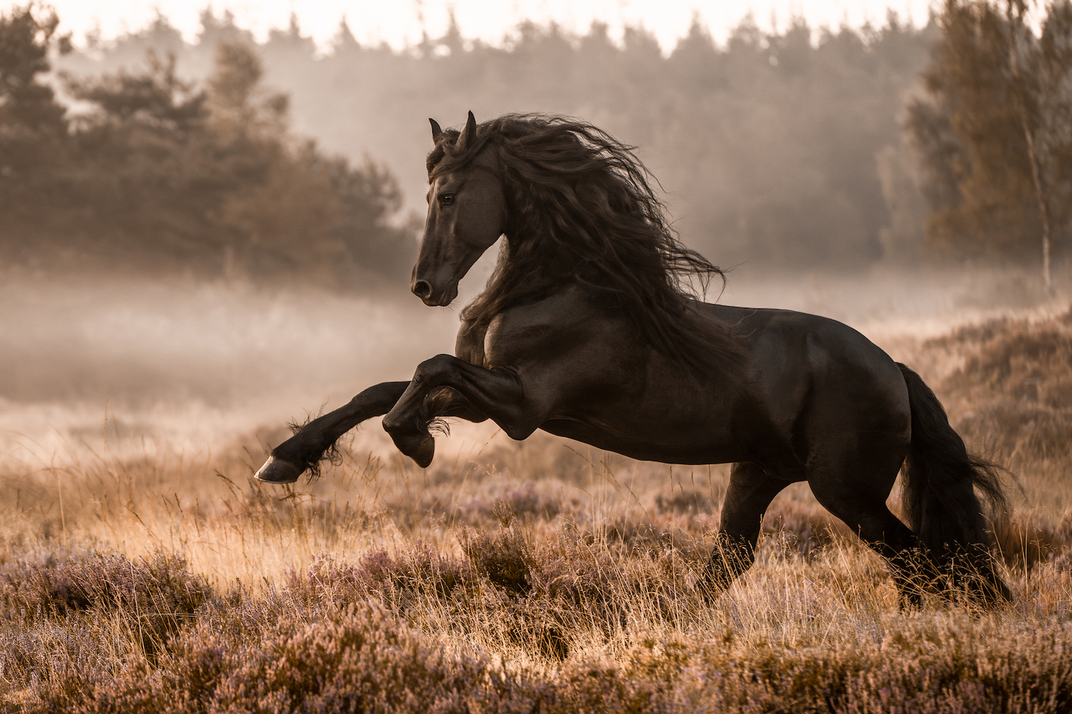large black horse in a field 