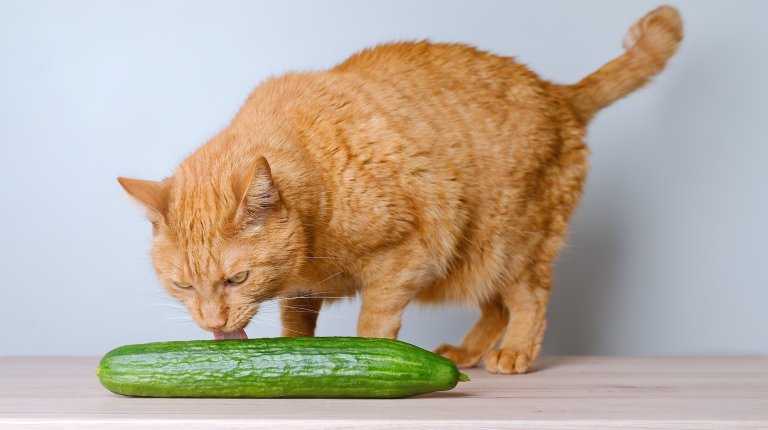 Close-up of Funny gigner cat sniffs at a cucumber on the table against gray background,
