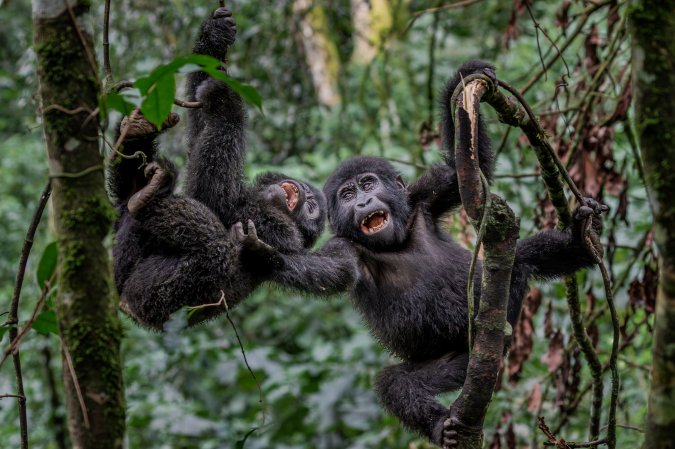 two baby gorillas play in a tree