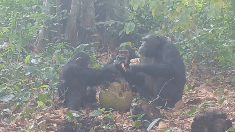 three chimpanzees sit around a round fruit sharing it