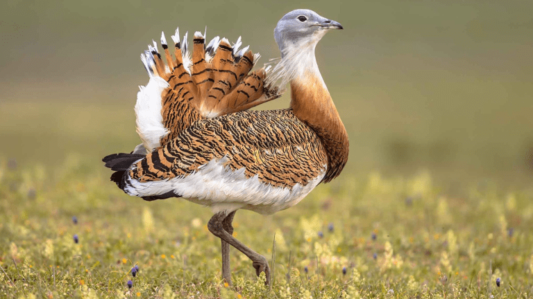 a large bird with brown, gray, and white plumage walks in an open grassland