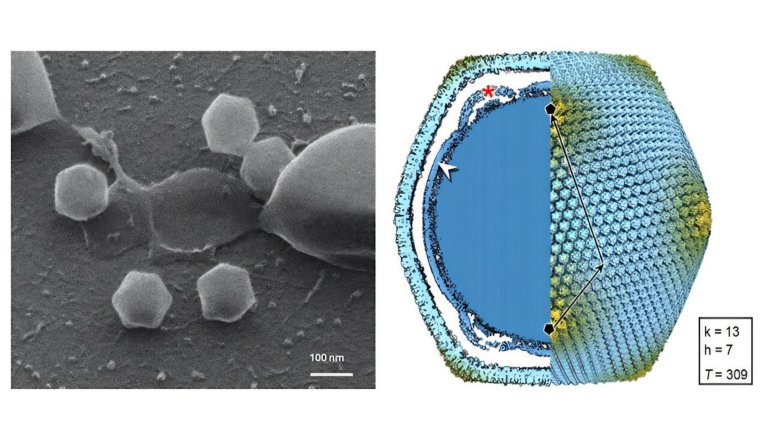 Images of Jyvaskylavirus. The virus particle is about twice the size of influenza or coronavirus. Credit: University of Jyväskylä