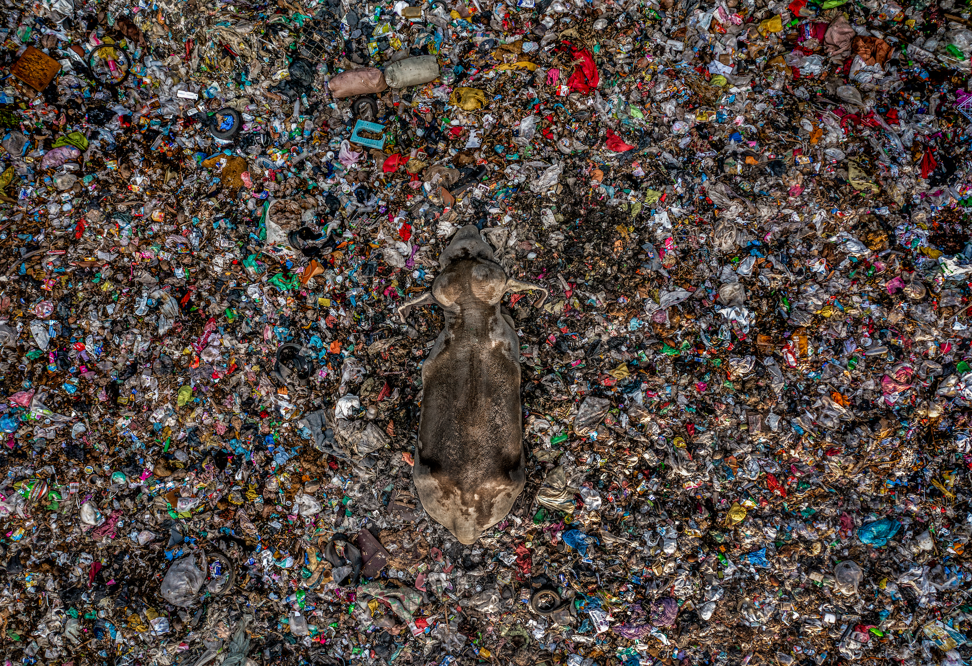 A lone elephant is spotted here feasting on a very vibrant patch of a vast garbage site 