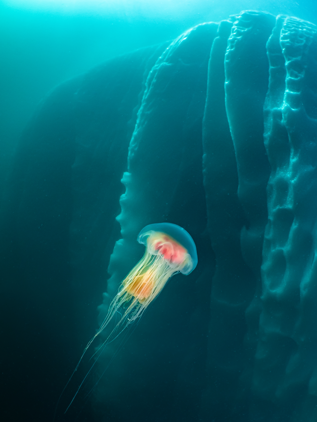a transluscent jellyfish in icy waters
