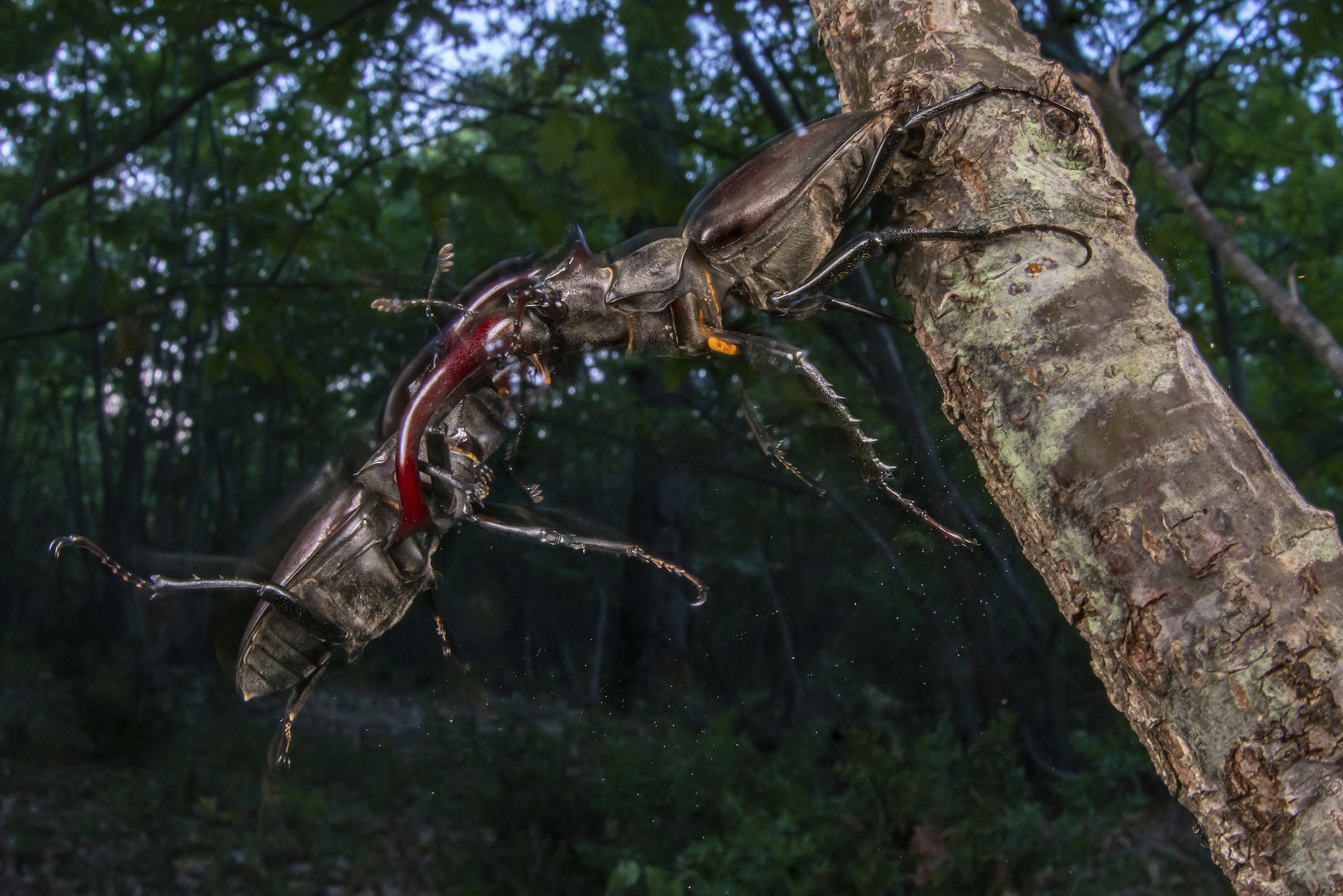 stag beetles battle on a tree branch