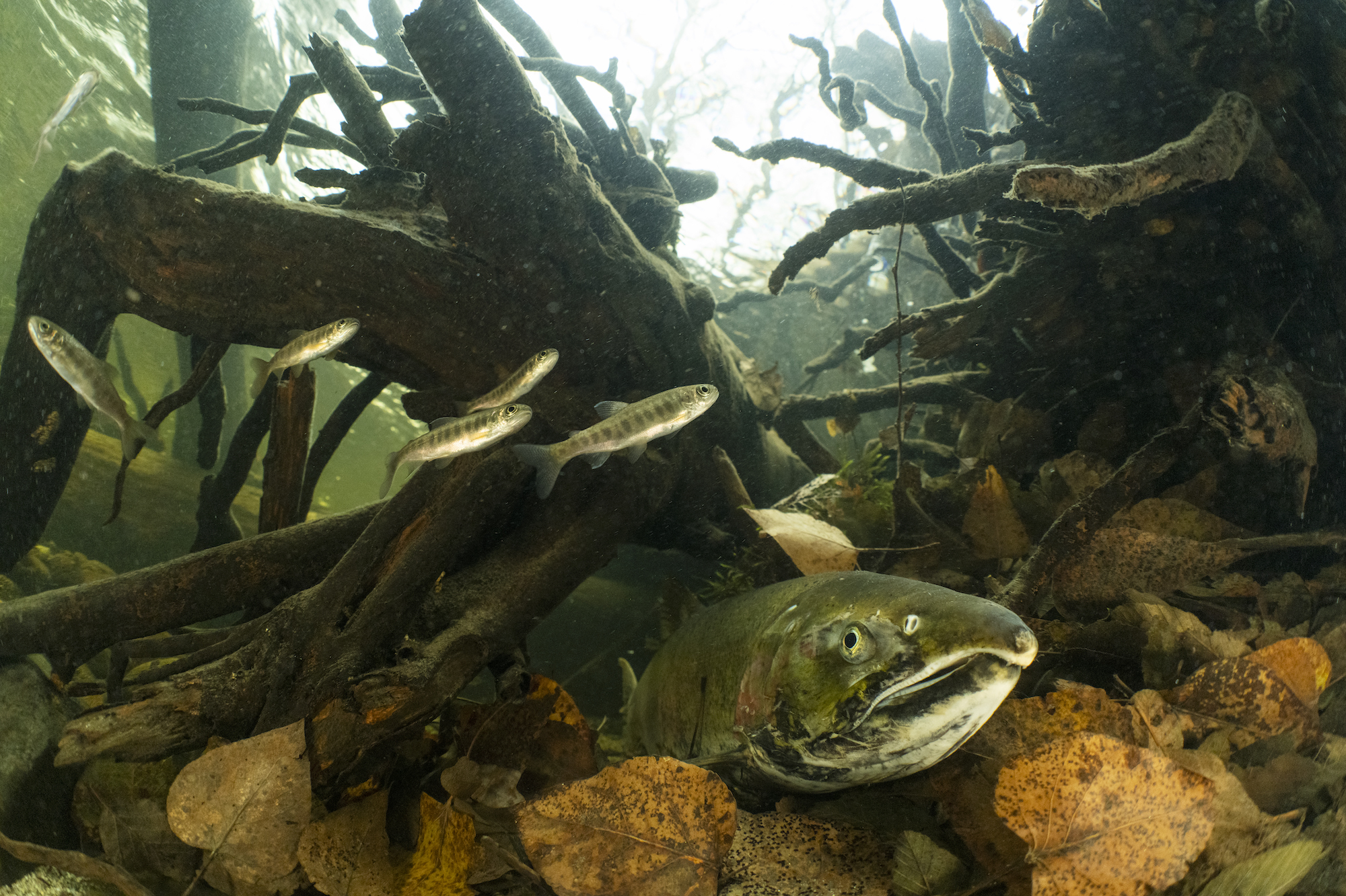 a fish underwater amongst branches and leaves
